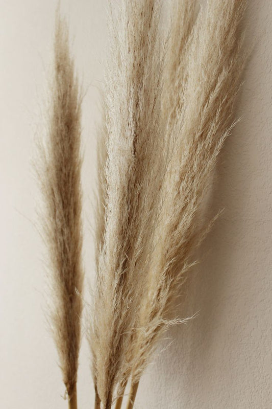 Sahara Plume – Faux Pampas Grass Set (7 Stems)