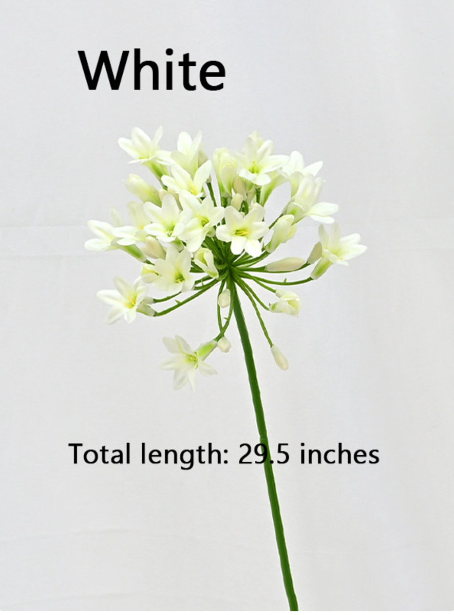 Nyoka Bloom – African Agapanthus Stems