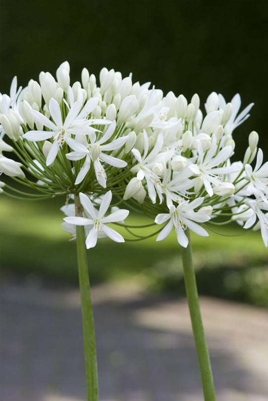 Nyoka Bloom – African Agapanthus Stems
