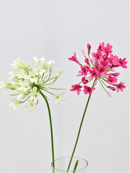 Nyoka Bloom – African Agapanthus Stems