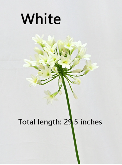 Nyoka Bloom – African Agapanthus Stems