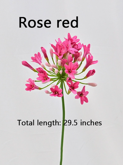 Nyoka Bloom – African Agapanthus Stems